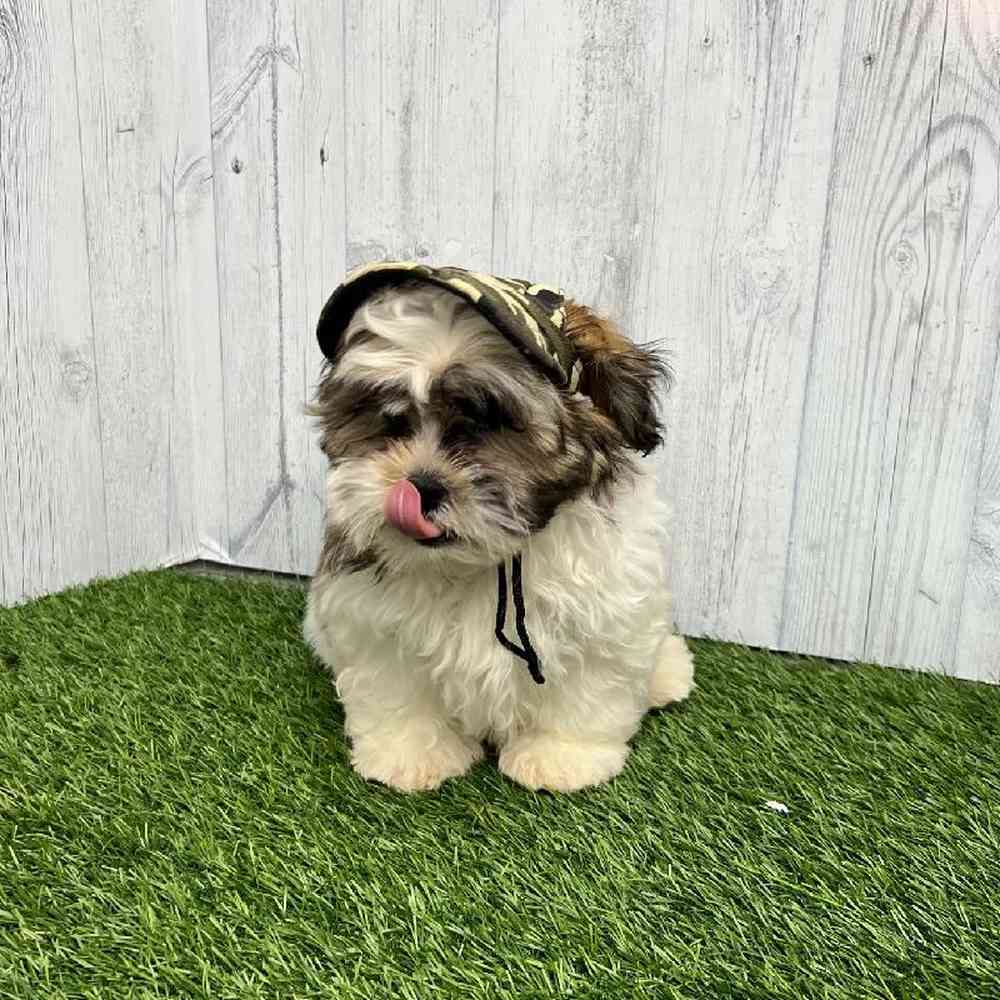 Male Malshi Puppy for sale