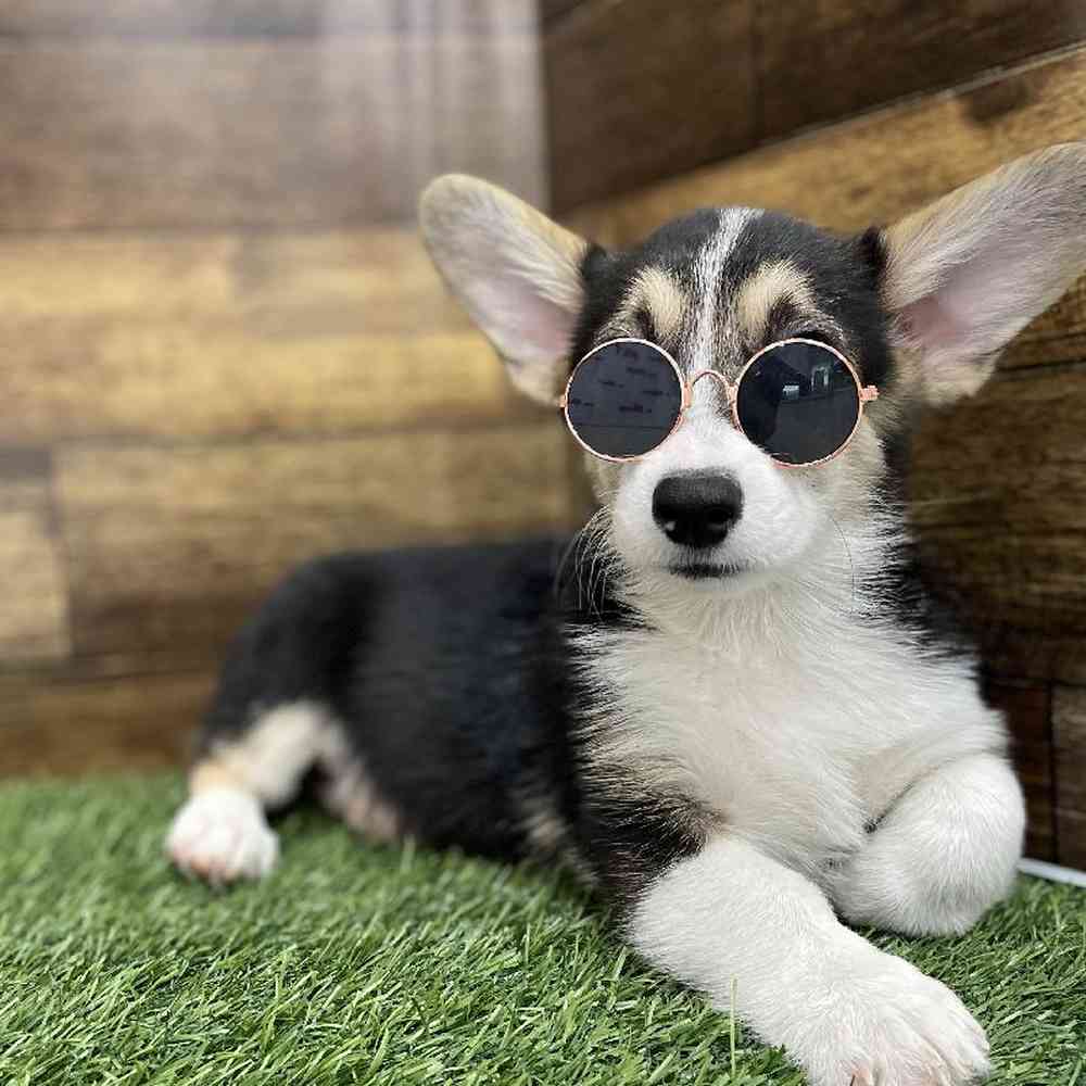 Female Pembroke Welsh Corgi Puppy for Sale in Braintree, MA