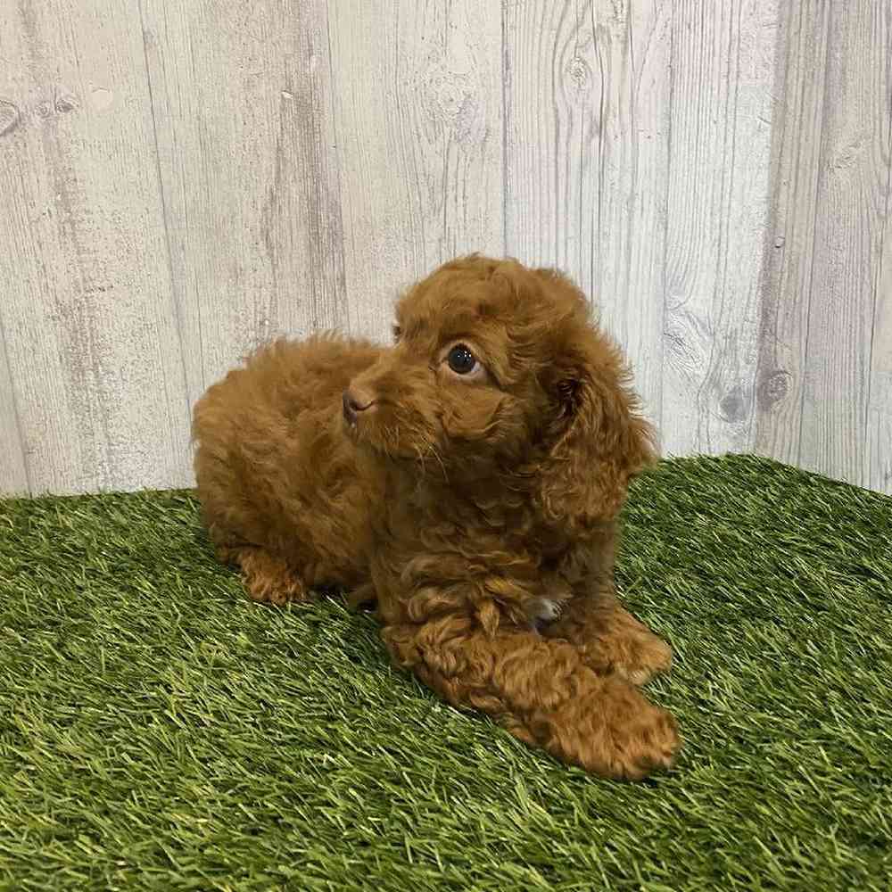 Female Cavapoo Puppy for sale