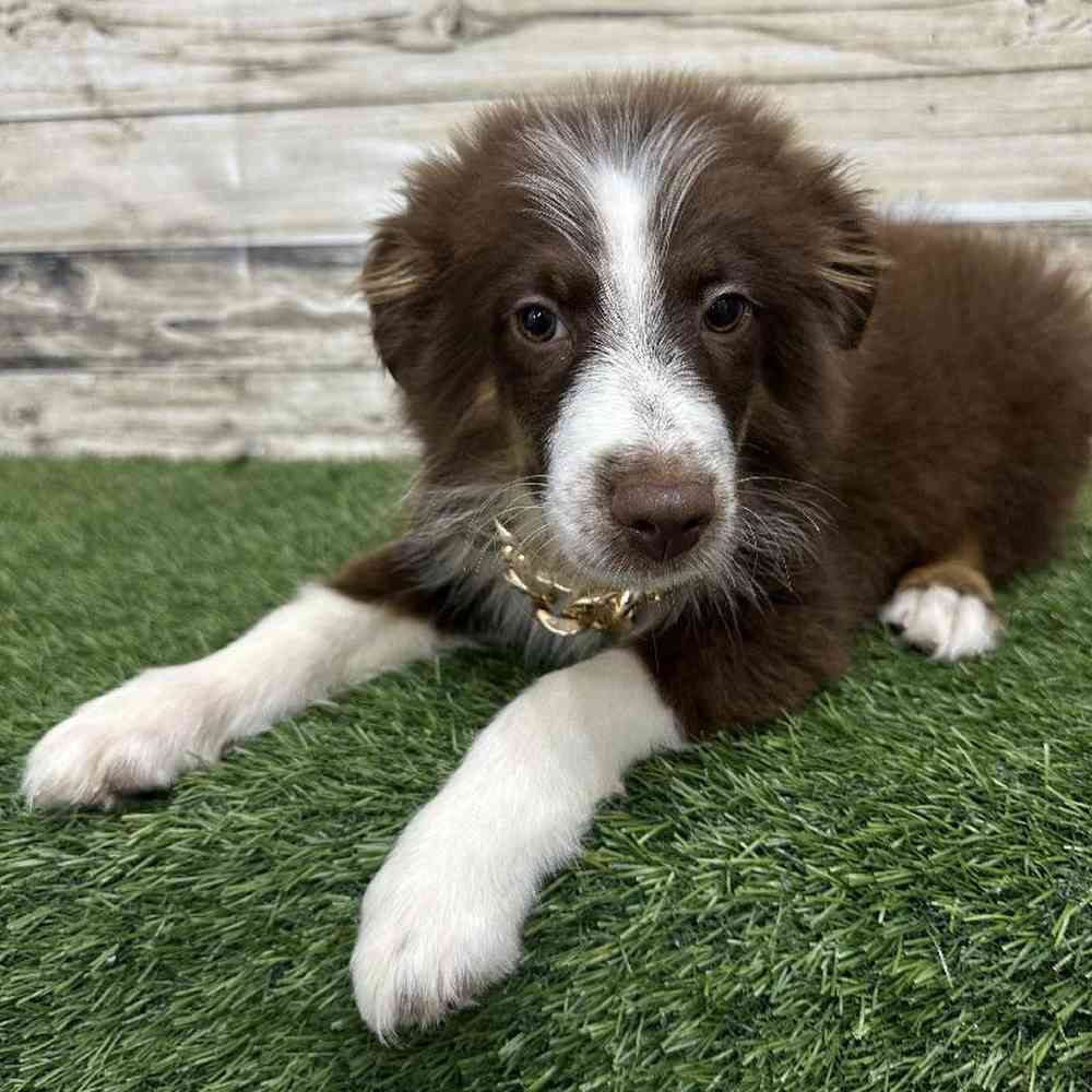 Male Miniature Australian Shepherd Puppy for Sale in Saugus, MA