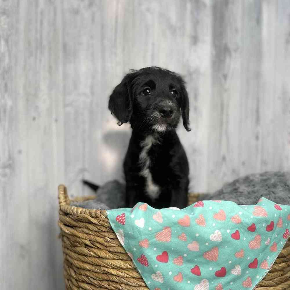 Male Mini Labradoodle Puppy for sale