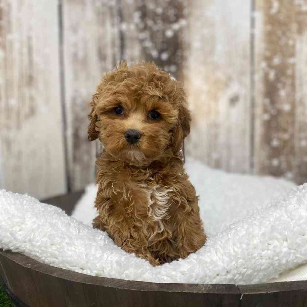 Female Cockapoo Puppy for Sale in Saugus, MA