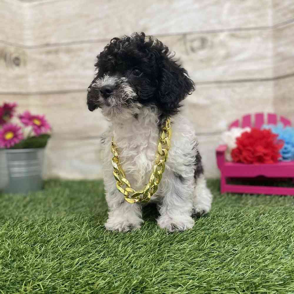 Male Bichon-Poodle Puppy for Sale in Braintree, MA