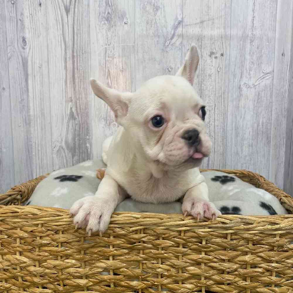 Male French Bulldog Puppy for Sale in Saugus, MA
