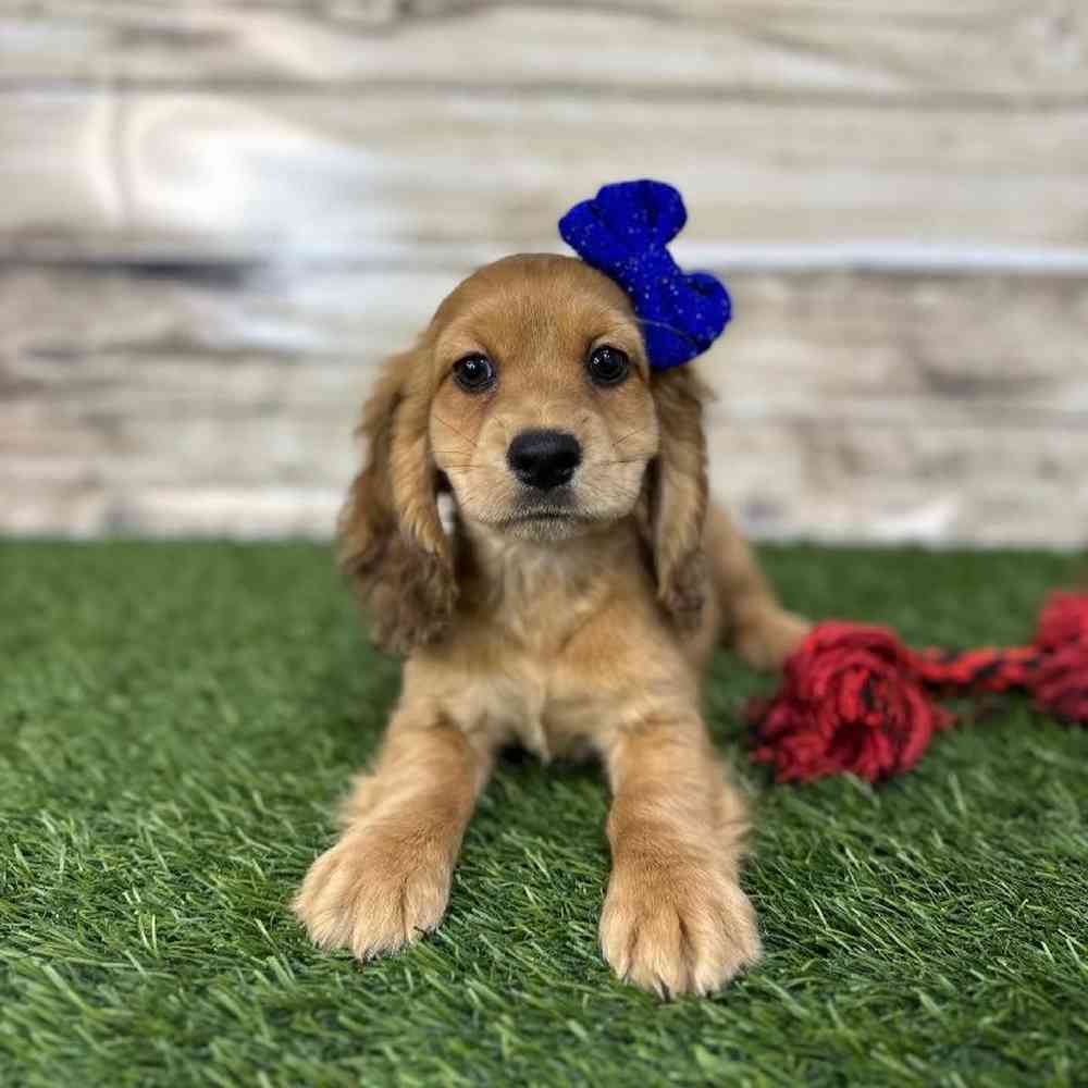 Female Docker Puppy for Sale in Saugus, MA