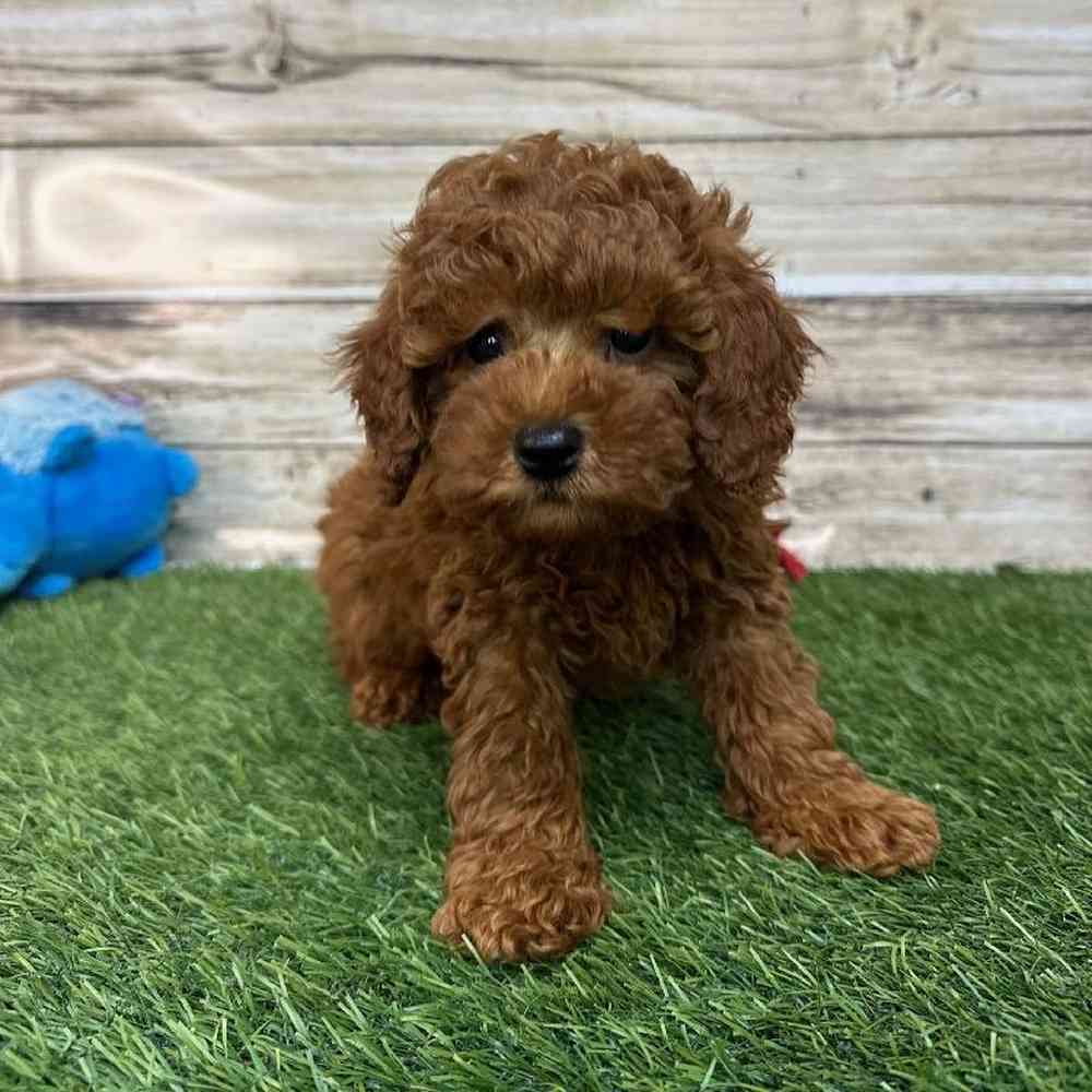 Male Mini Labradoodle 2nd Gen Puppy for Sale in Saugus, MA