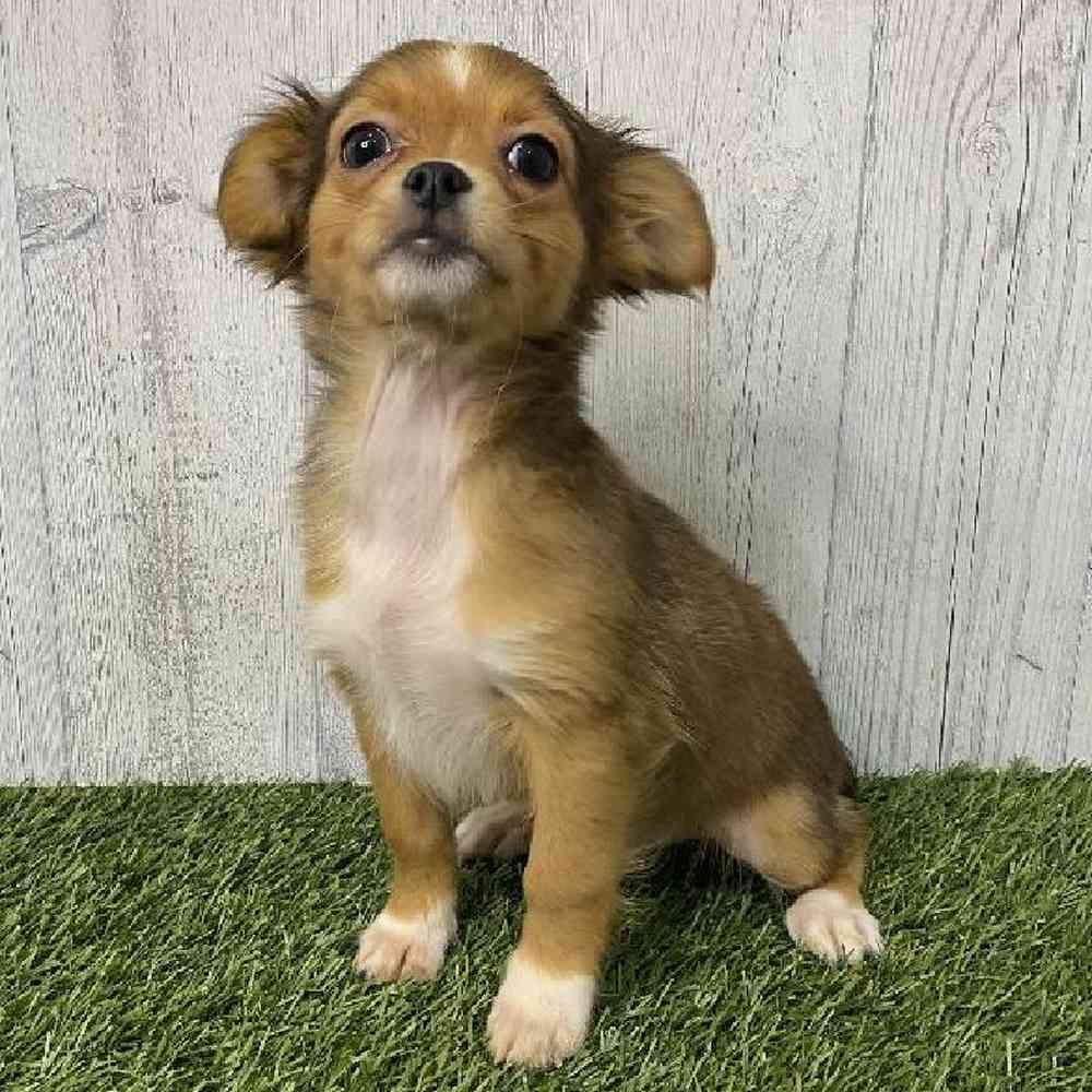 Male Chihuahua Puppy for sale