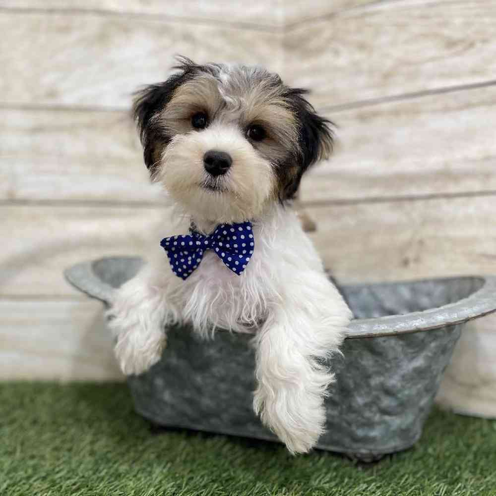 Male Morkie Puppy for Sale in Braintree, MA
