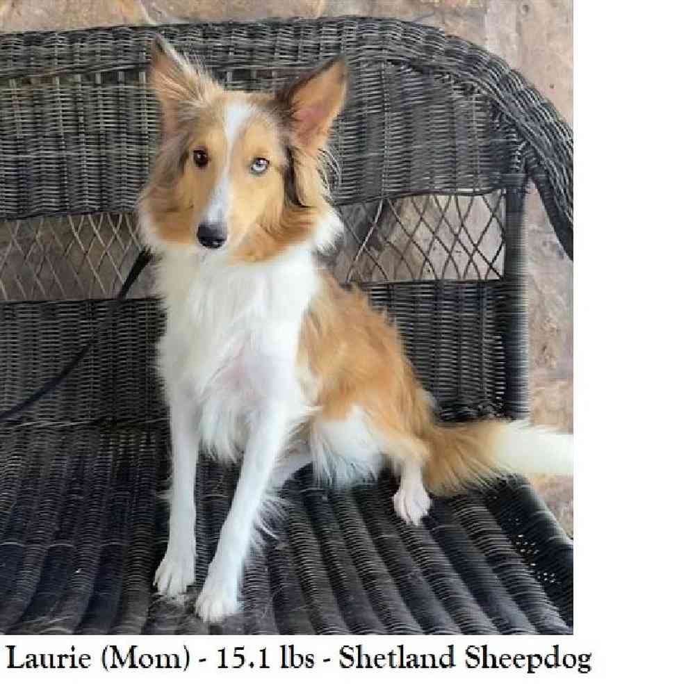 Male Shetland Sheepdog Puppy for Sale in Saugus, MA