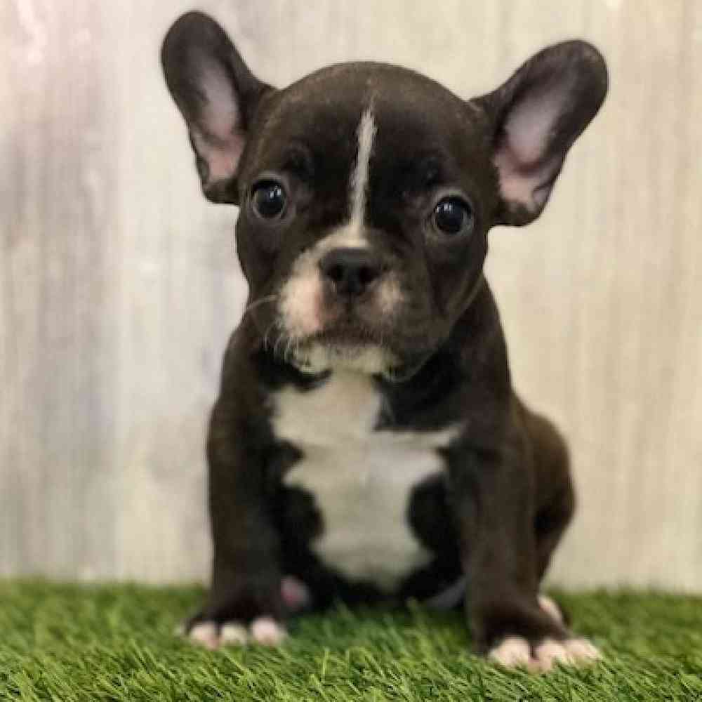 Female French Bulldog Puppy for sale