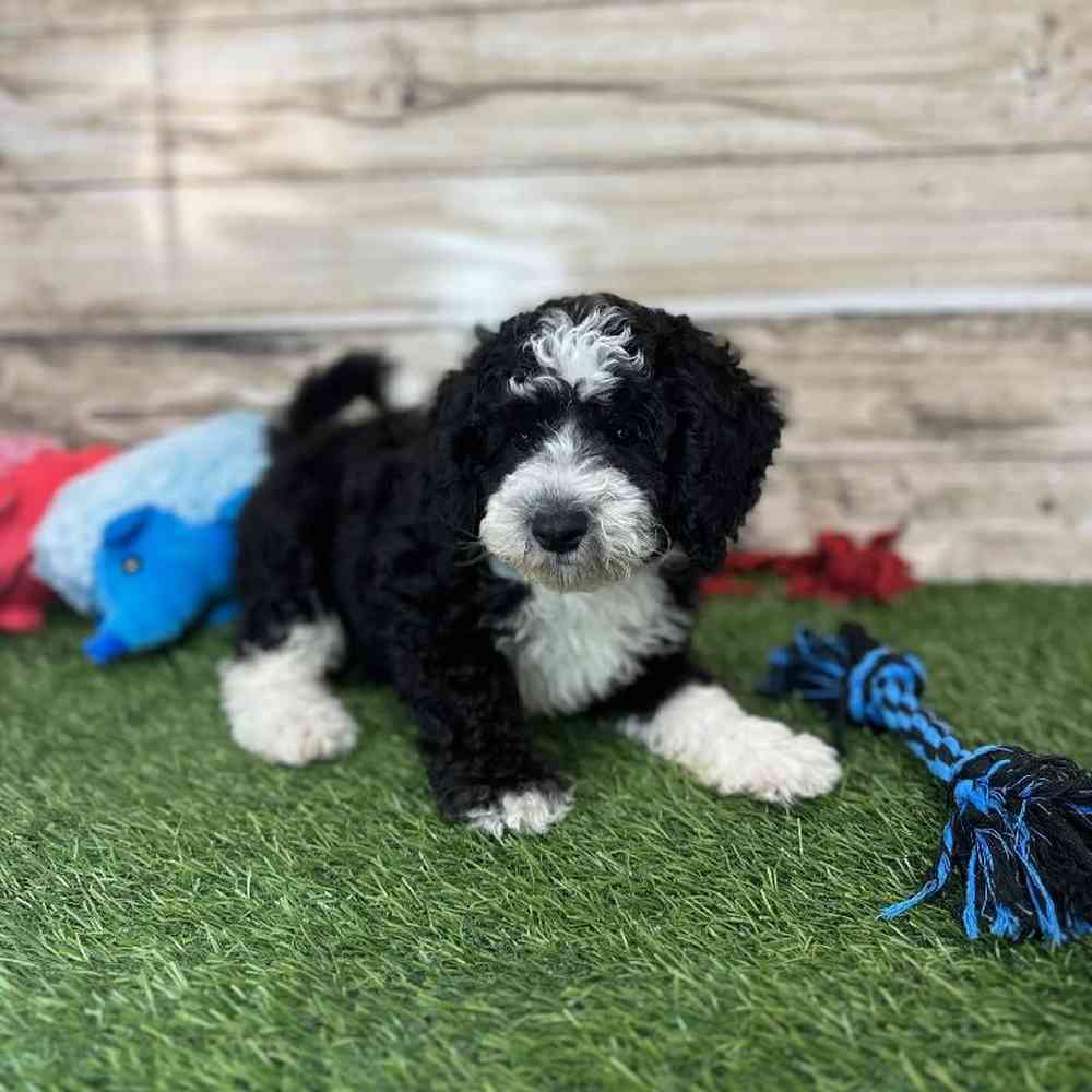 Male Mini Sheepadoodle 2nd Gen Puppy for Sale in Saugus, MA