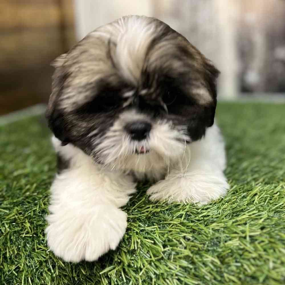 Male Shih Tzu Puppy for Sale in Saugus, MA