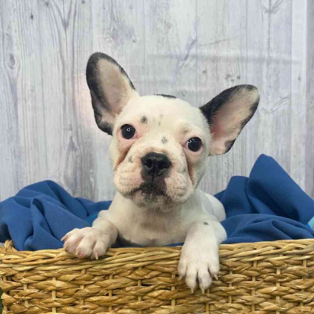 Male French Bulldog Puppy for Sale in Saugus, MA