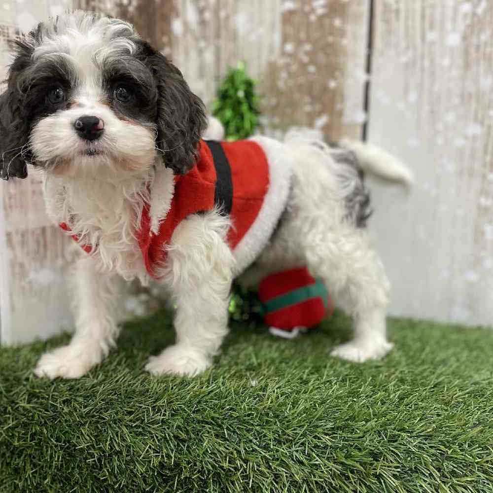 Male Cavapoo Puppy for Sale in Braintree, MA