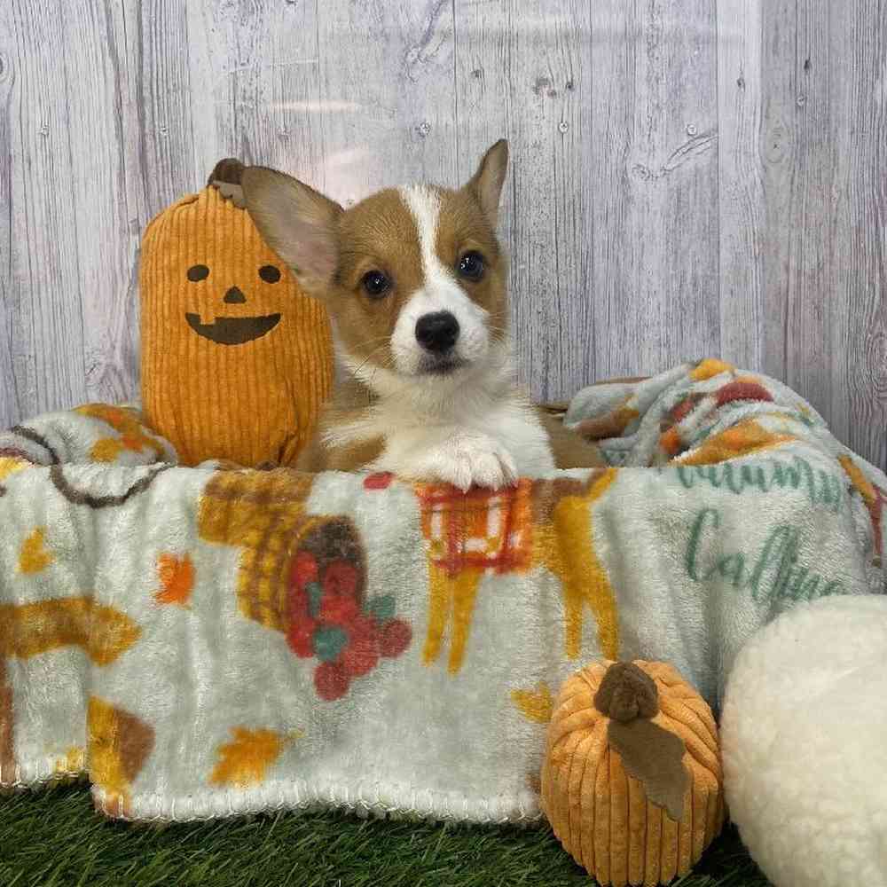 Female Pembroke Welsh Corgi Puppy for Sale in Saugus, MA