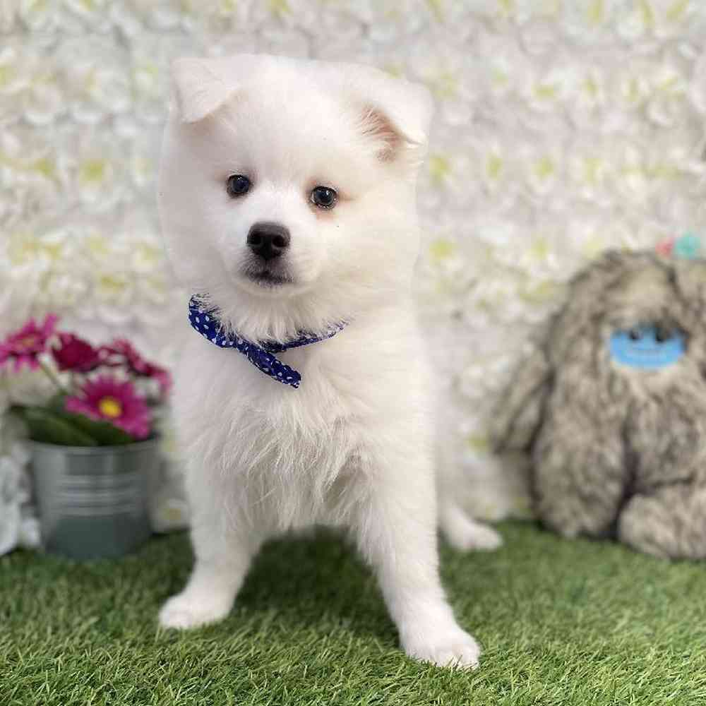 Male American Eskimo Puppy for Sale in Braintree, MA