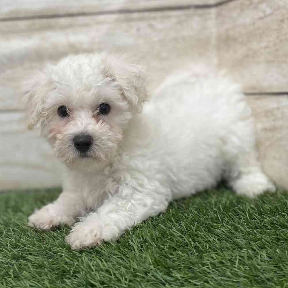 Female Bichon Frise Puppy for Sale in Braintree, MA