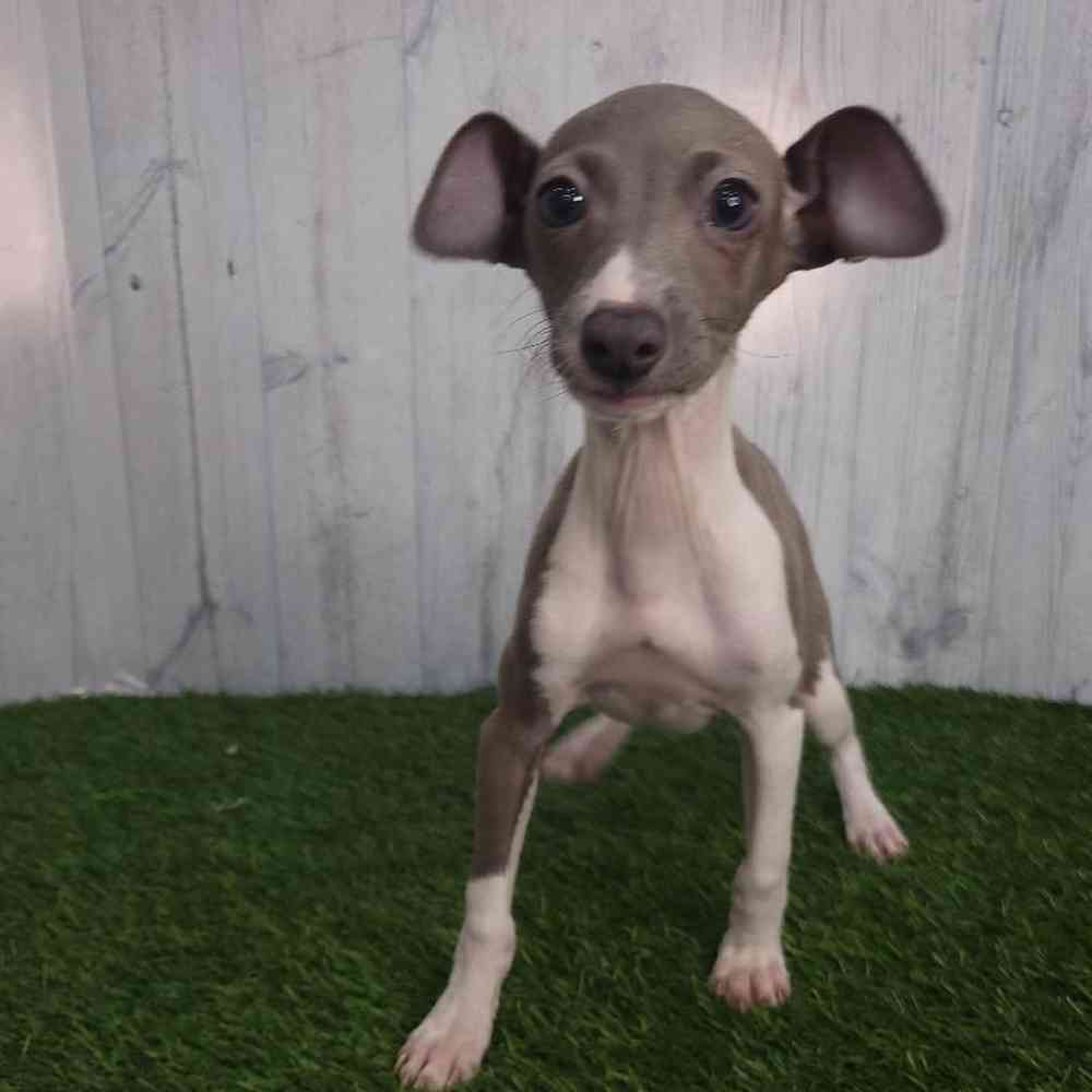 Female Italian Greyhound Puppy for sale