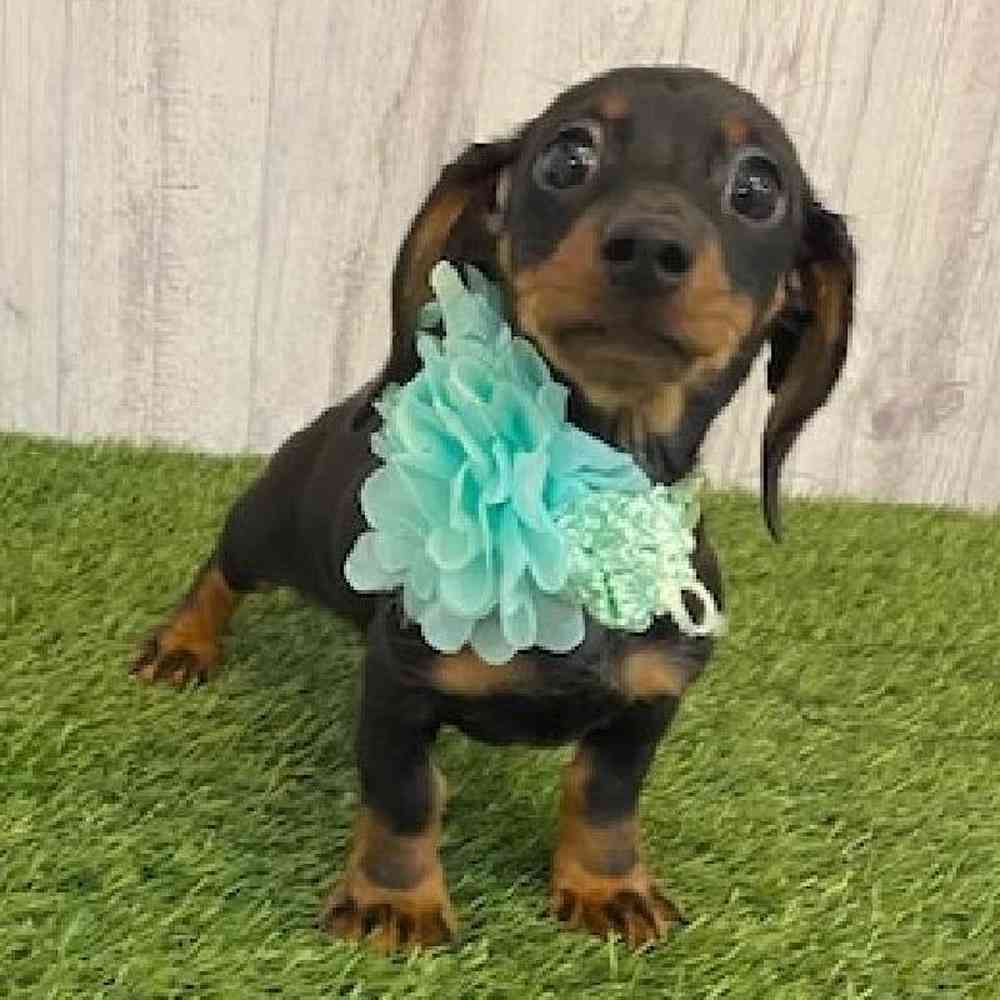 Female Dachshund Puppy for sale