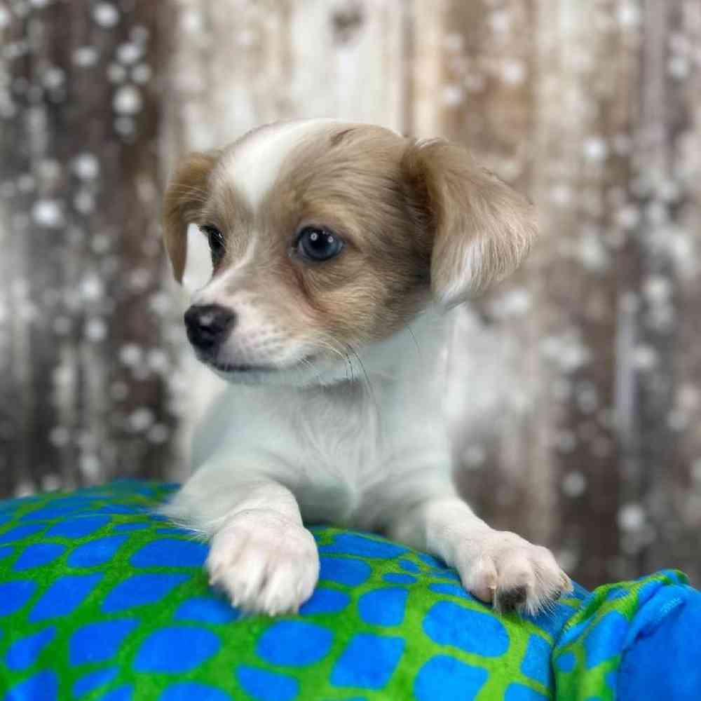 Male Chihuahua Puppy for Sale in Saugus, MA