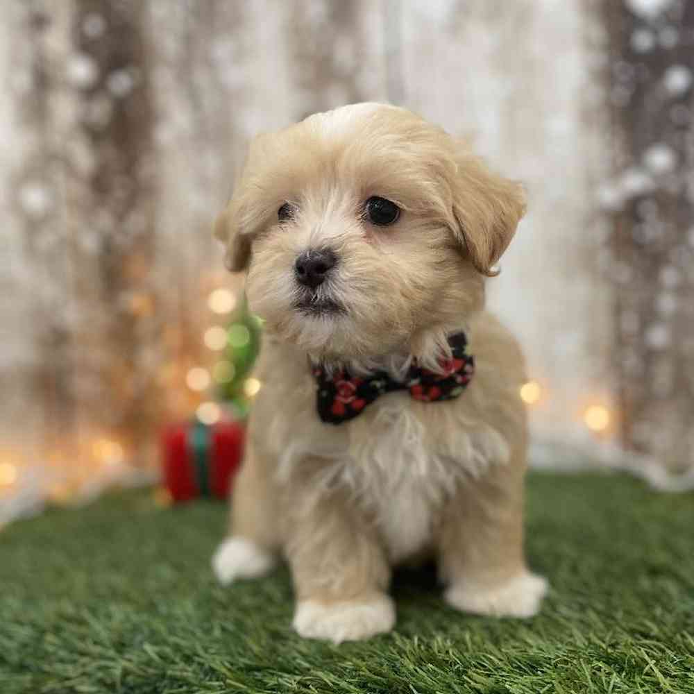 Male Malti-Poo Puppy for Sale in Braintree, MA