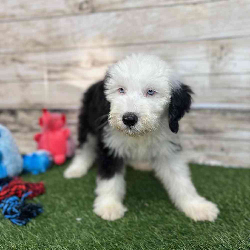 Male Old English Sheepdog Puppy for Sale in Saugus, MA