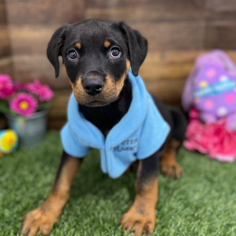 Male Rottweiler Puppy for Sale in Braintree, MA