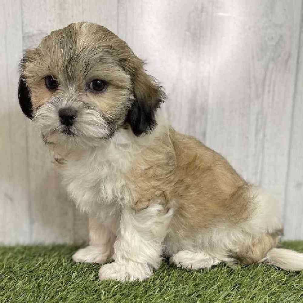 Male Teddy Bear (Zuchon) Puppy for sale