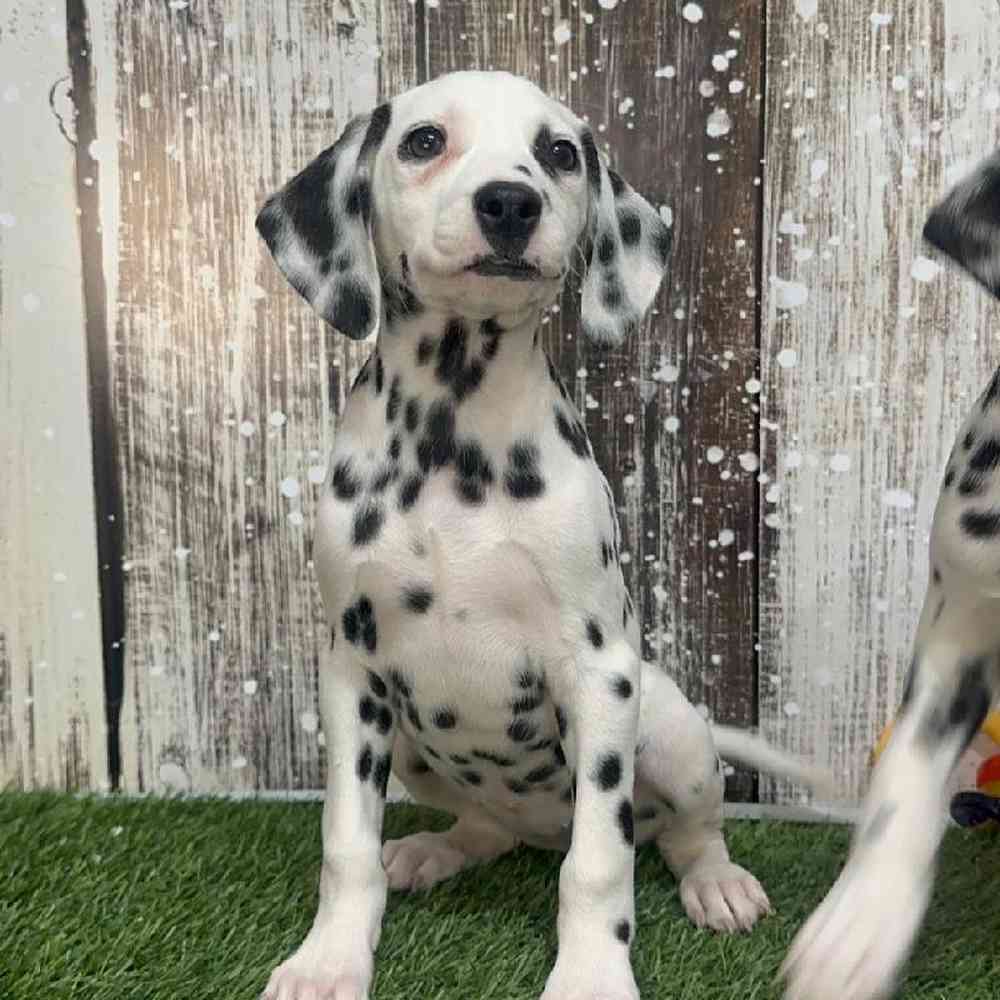 Female Dalmatian Puppy for Sale in Saugus, MA