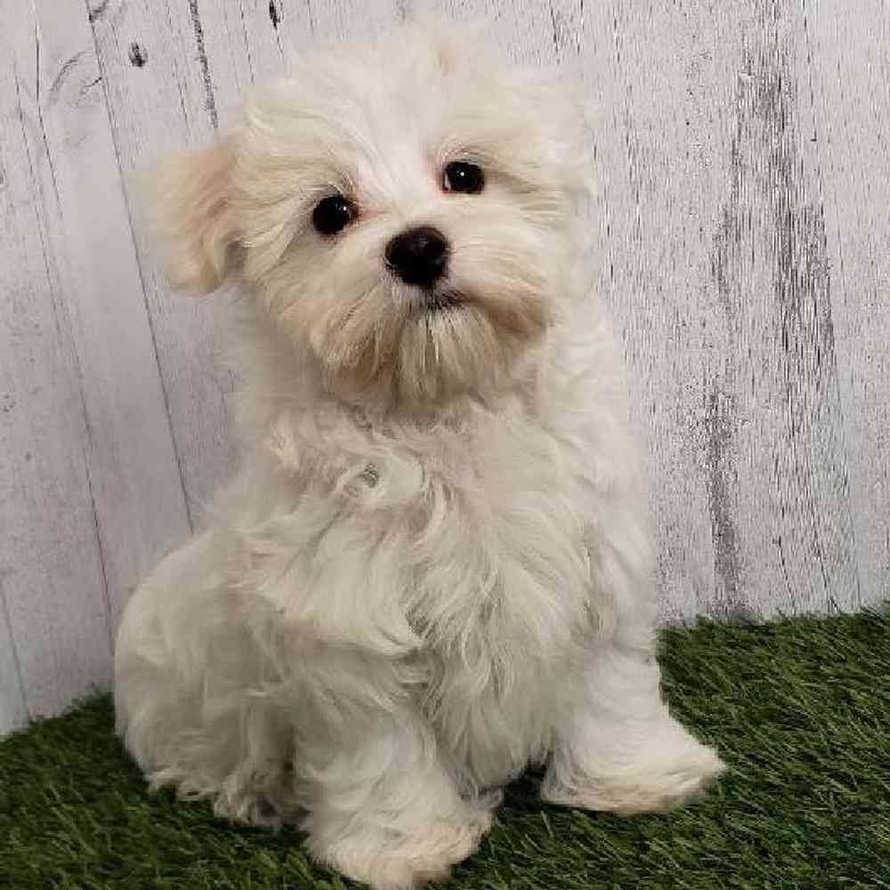 Male Maltese Puppy for sale