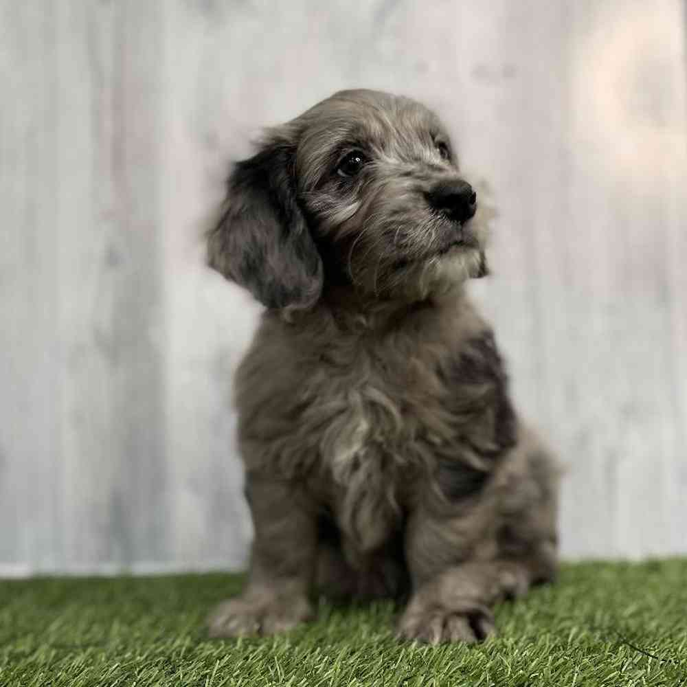 Male Mini Goldendoodle Puppy for sale