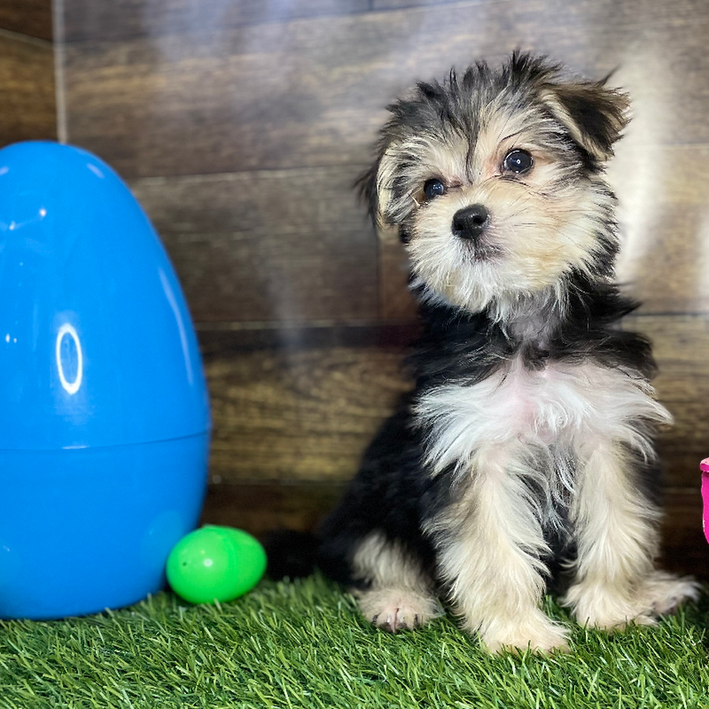 Male Morkie Puppy for Sale in Braintree, MA