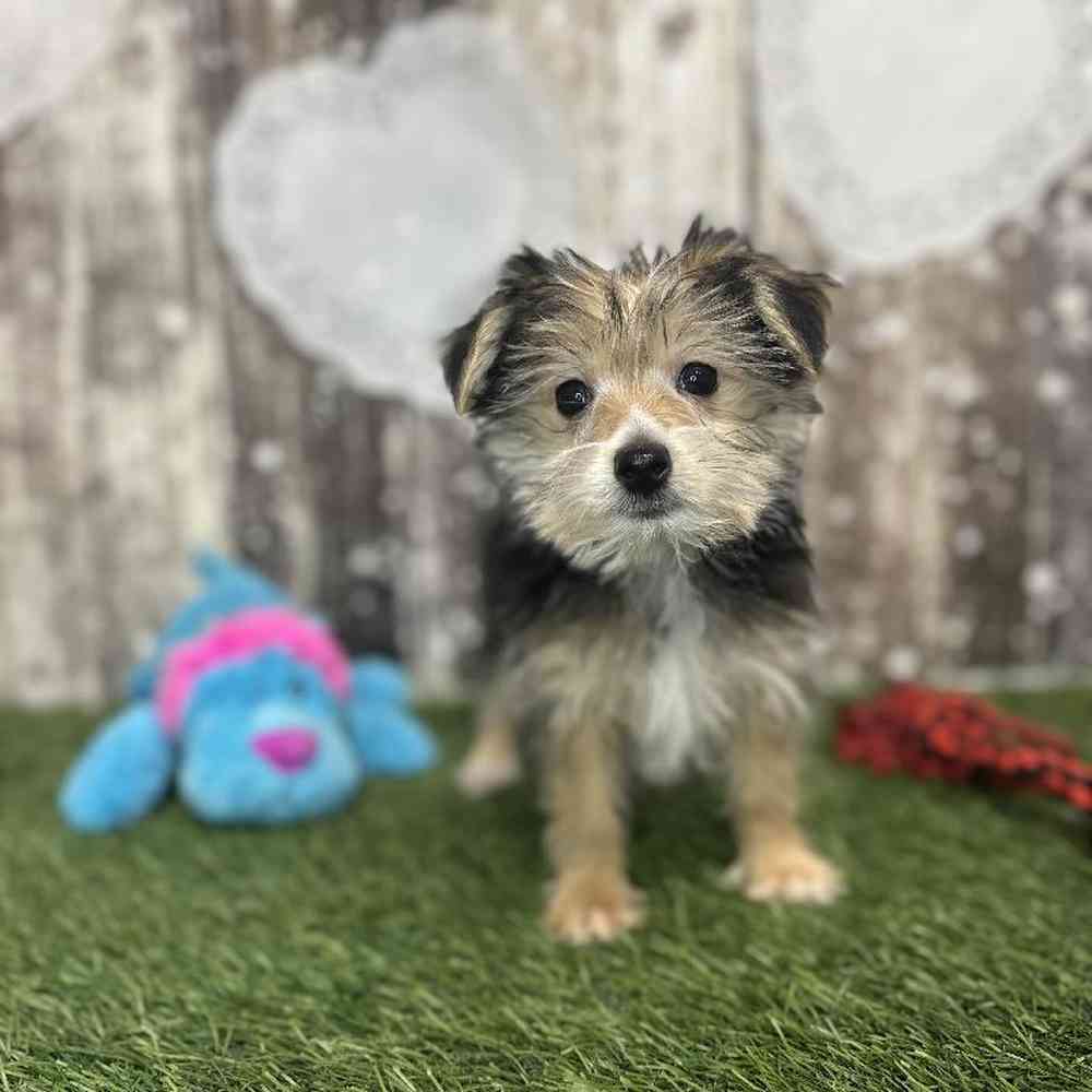 Male Morkie Puppy for Sale in Saugus, MA