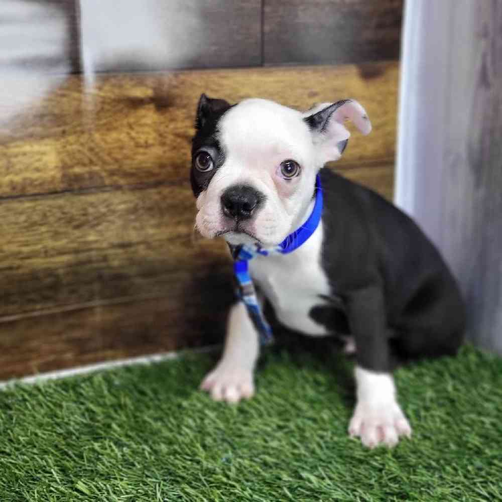 Male Boston Terrier Puppy for Sale in Saugus, MA