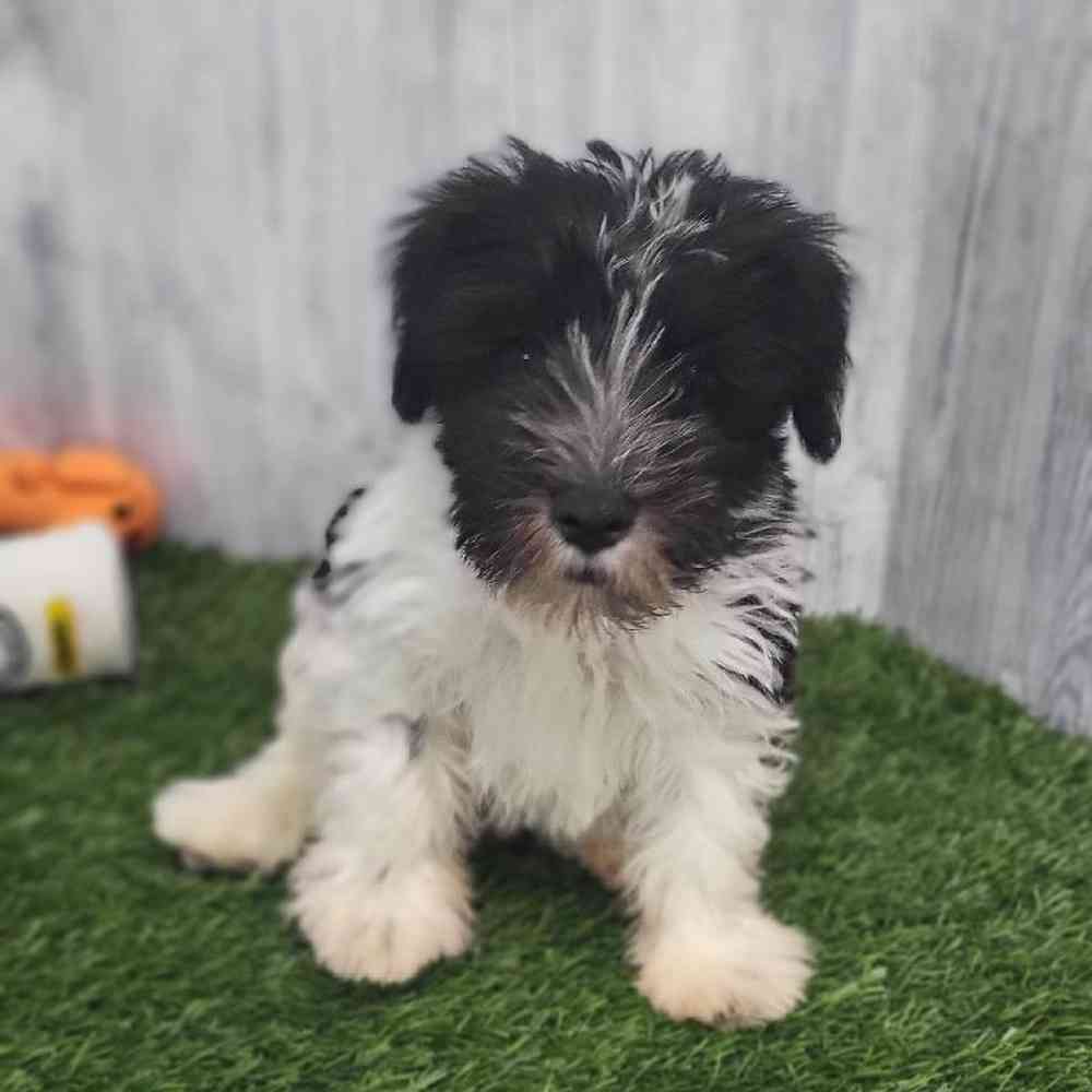 Male Miniature Schnauzer Puppy for Sale in Saugus, MA