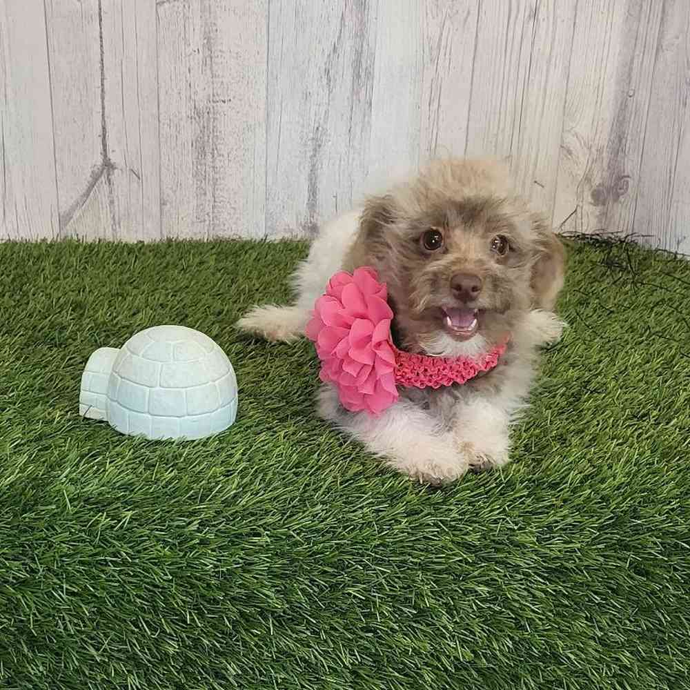 Female Hava-Pom Puppy for sale