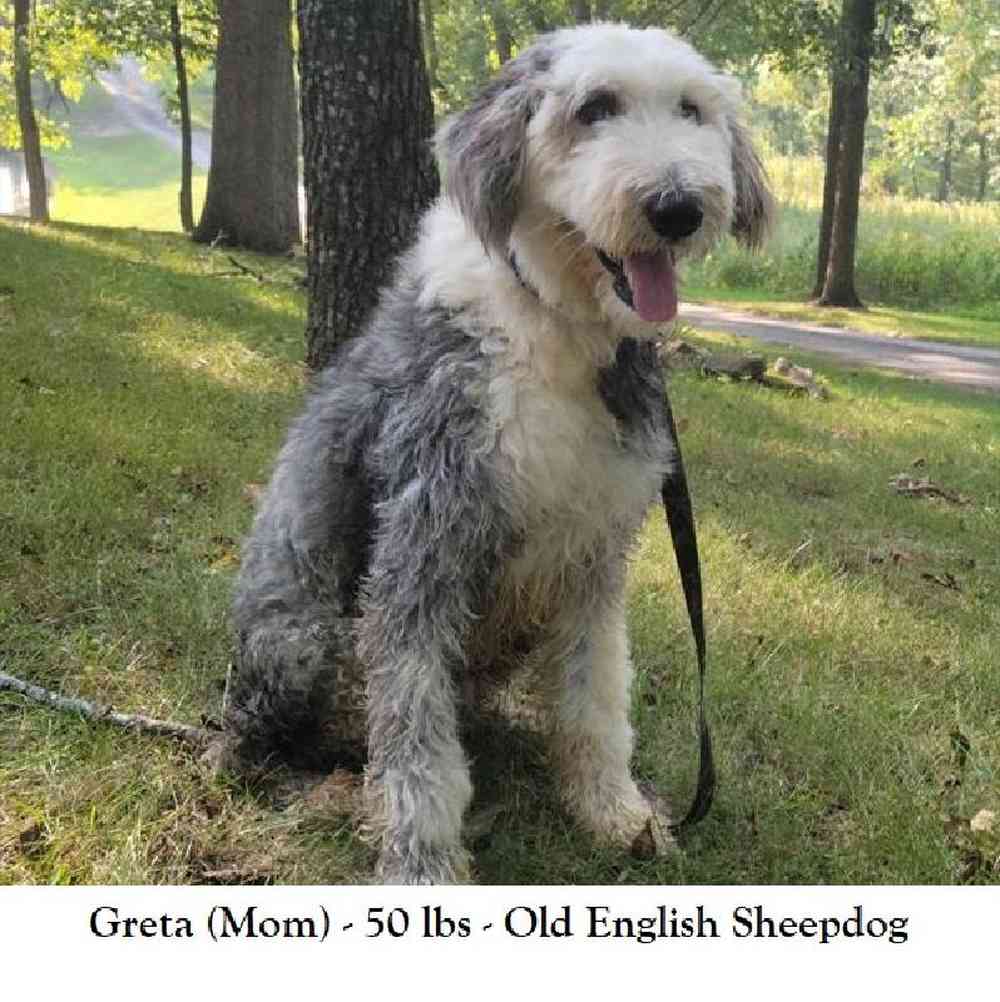 Male Old English Sheepdog Puppy for Sale in Saugus, MA
