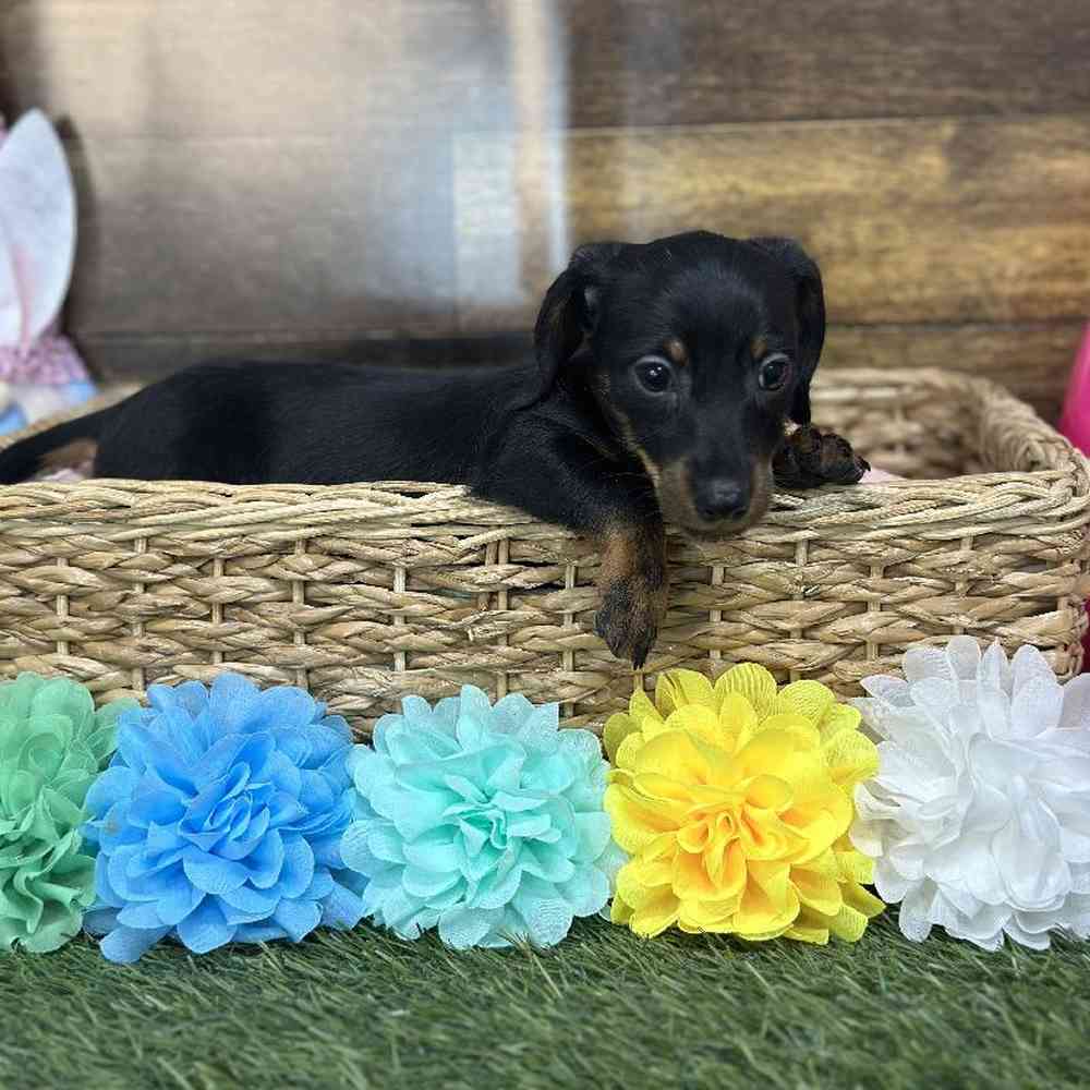 Female Dachshund Puppy for Sale in Saugus, MA