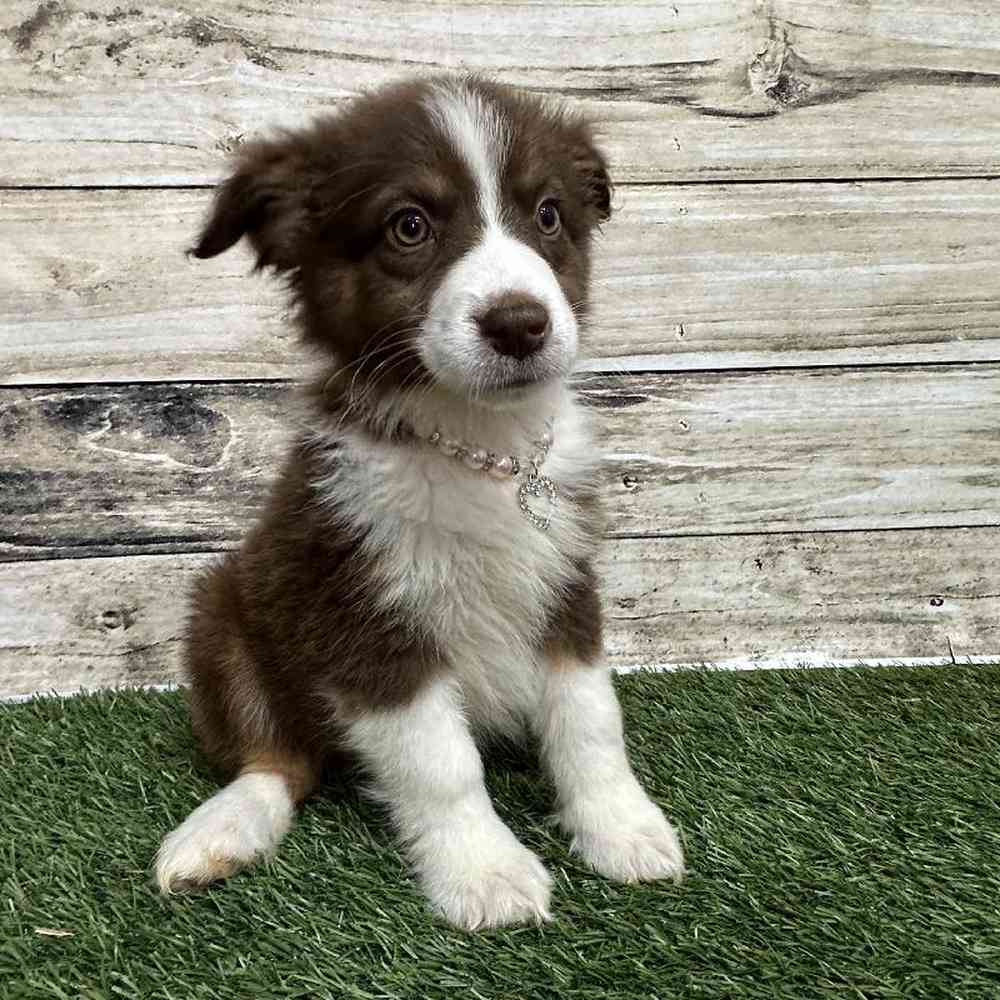 Female Miniature Australian Shepherd Puppy for Sale in Saugus, MA