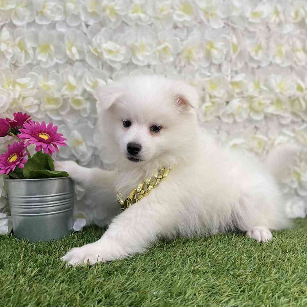 Male American Eskimo Puppy for Sale in Braintree, MA