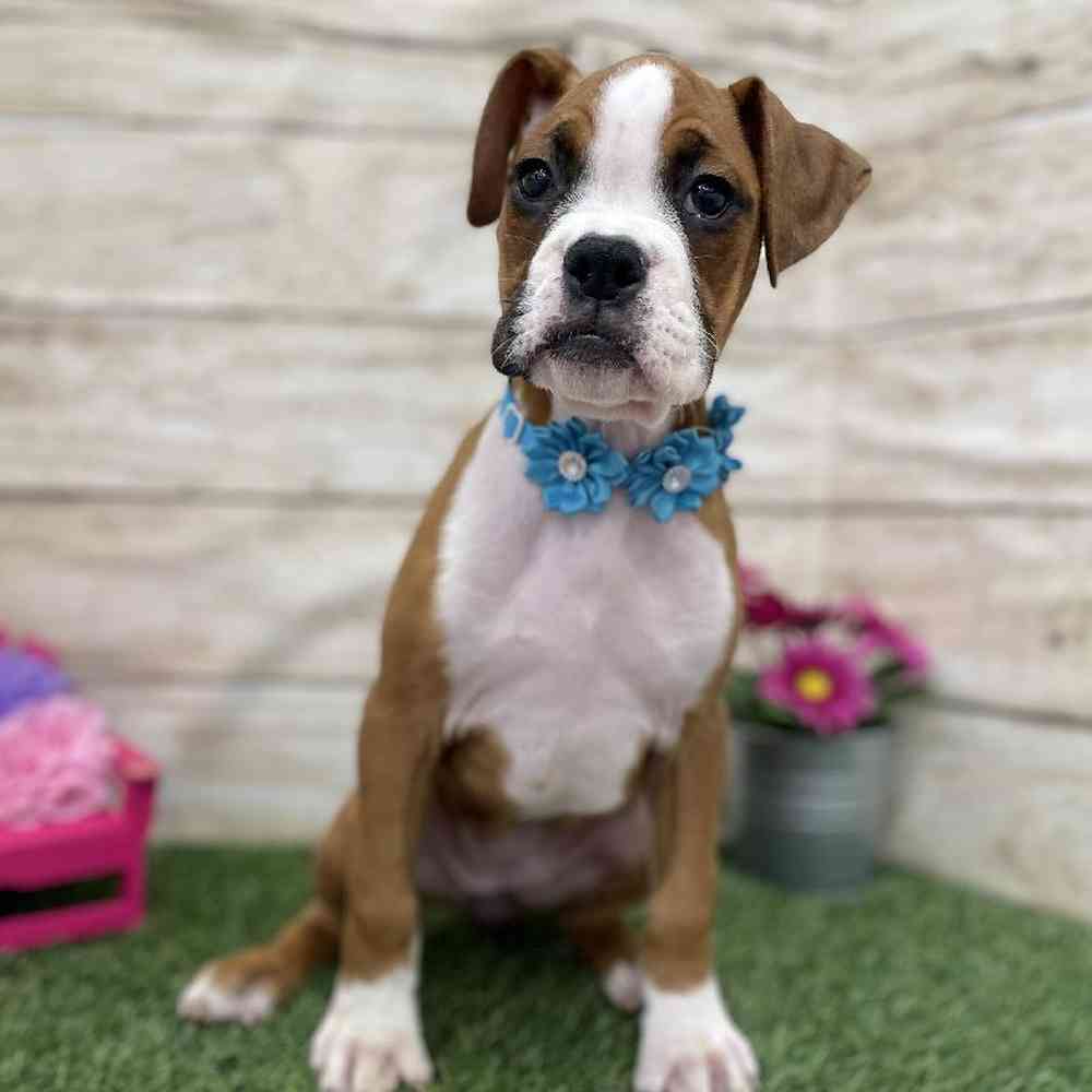 Female Boxer Puppy for Sale in Braintree, MA