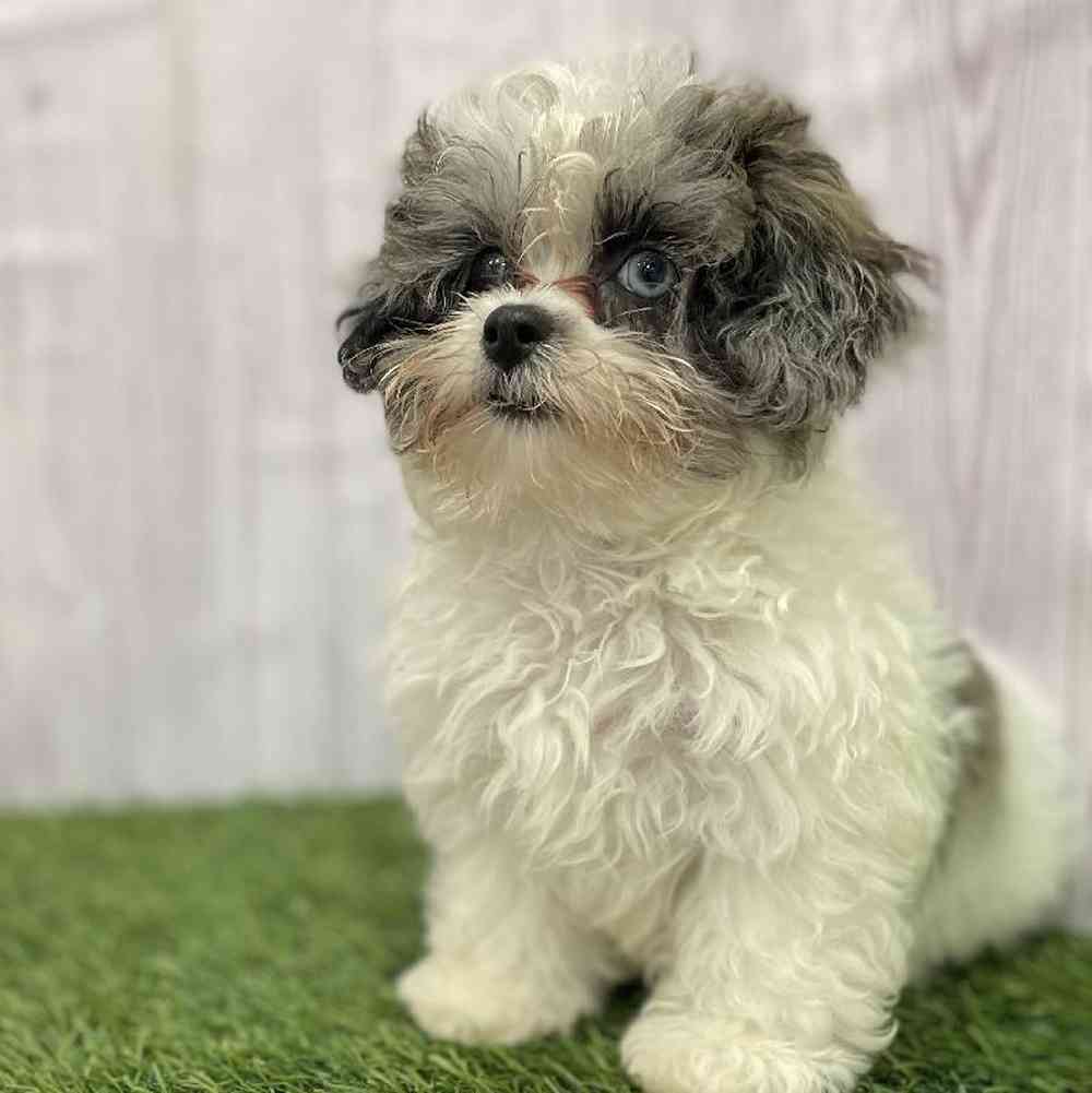 Female Shih-Poo Puppy for Sale in Braintree, MA