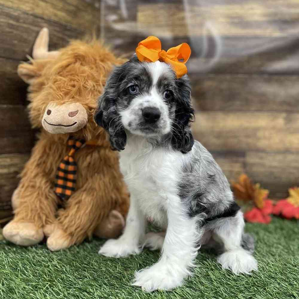 Female Cocker Spaniel Puppy for Sale in Braintree, MA