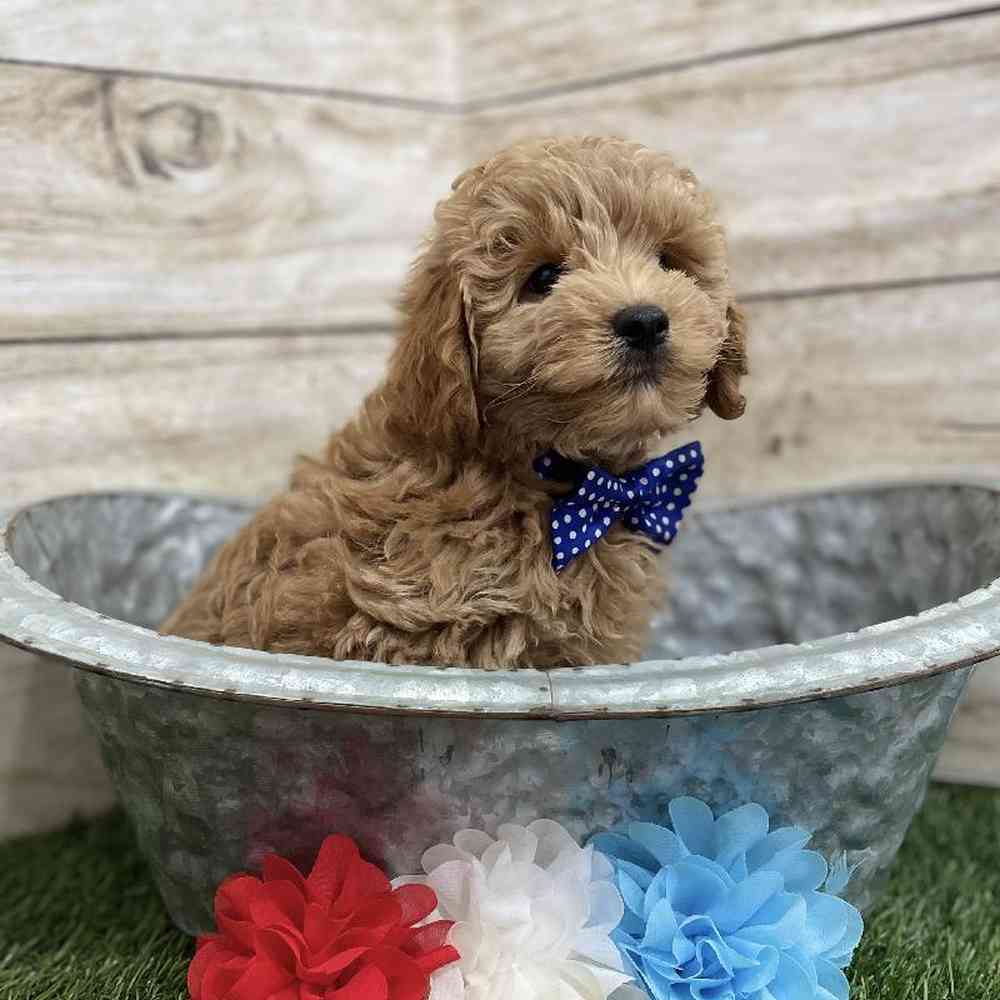 Male Mini Labradoodle 2nd Gen Puppy for Sale in Braintree, MA