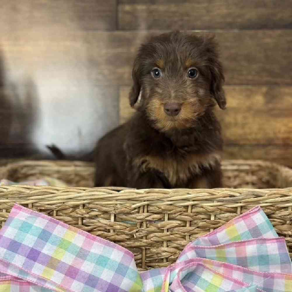 Male Dachshund Puppy for Sale in Saugus, MA