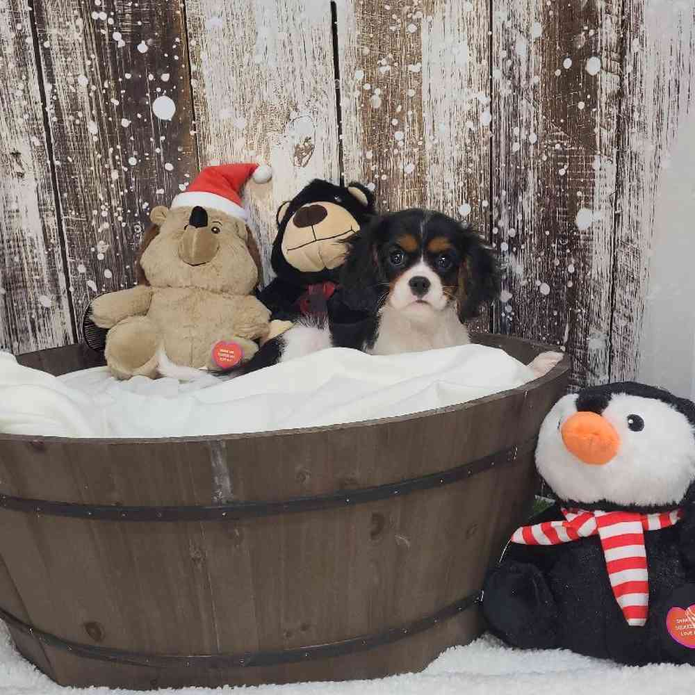 Female Cavalier King Charles Spaniel Puppy for Sale in Saugus, MA