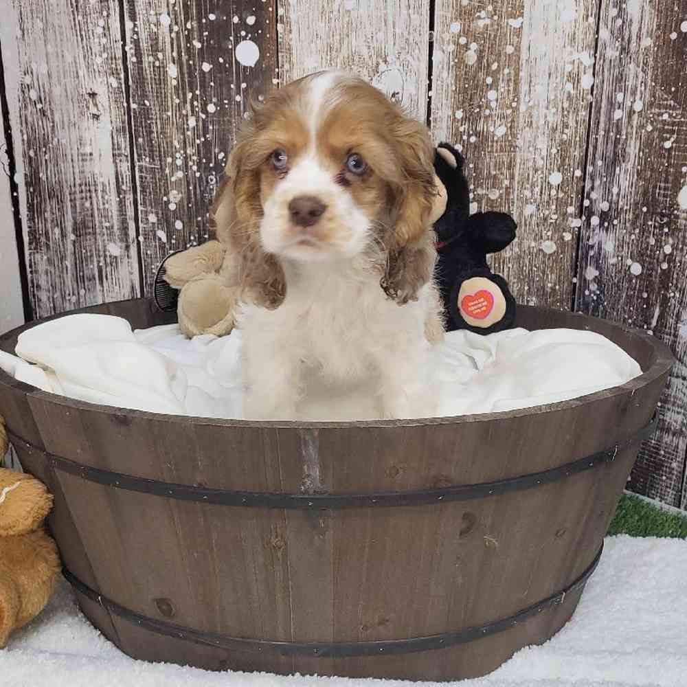 Female Cocker Spaniel Puppy for Sale in Saugus, MA