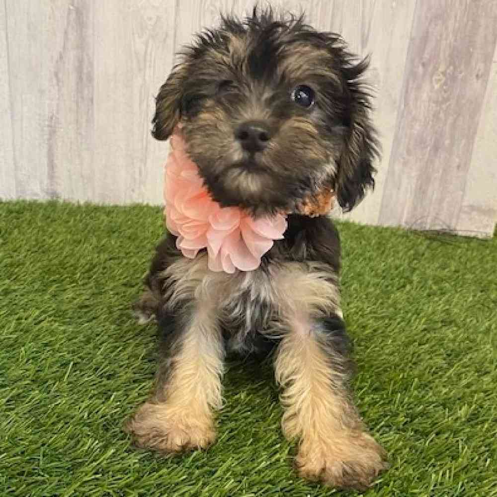 Female YoChon-Poo Puppy for sale