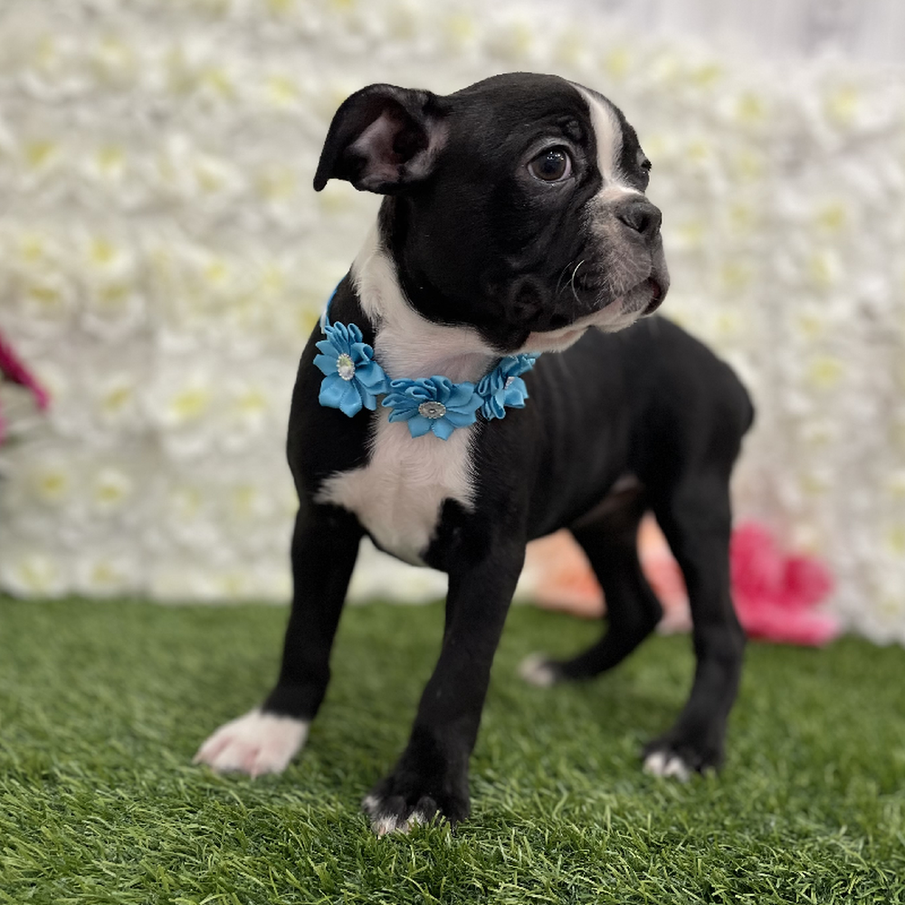 Female Boston Terrier Puppy for Sale in Braintree, MA