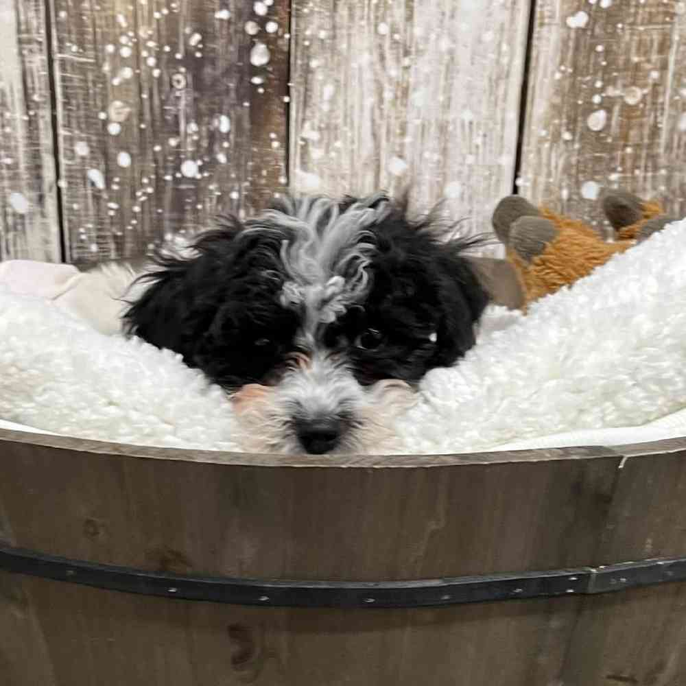 Female Cavachon Puppy for Sale in Saugus, MA